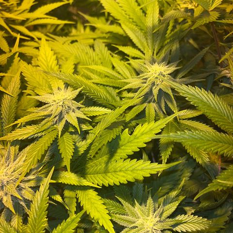 Green Gelato #2 growlog timeline photo