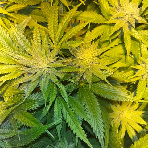 Green Gelato #2 growlog timeline photo