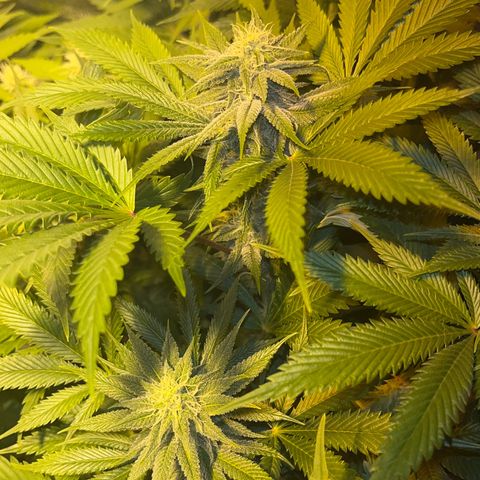 Green Gelato #2 growlog timeline photo