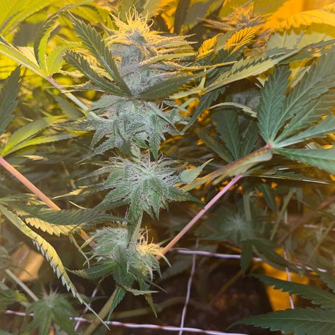 Green Gelato #2 growlog timeline photo