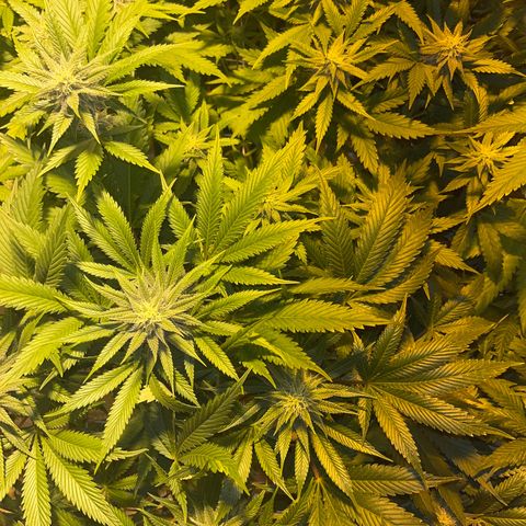 Green Gelato #2 growlog timeline photo