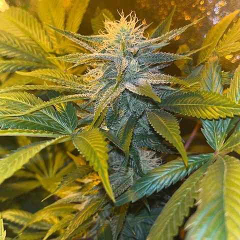 Green Gelato #3 growlog timeline photo