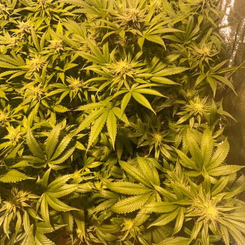 Green Gelato #3 growlog timeline photo