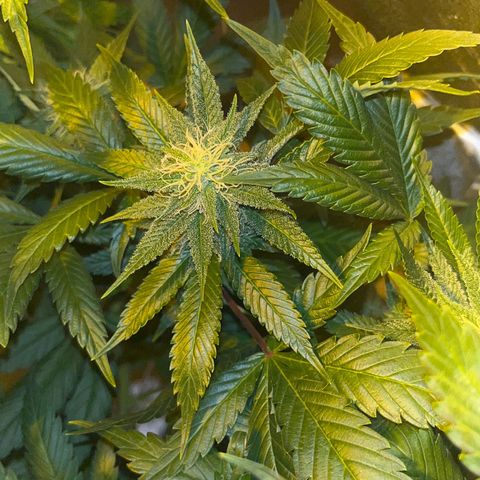 Green Gelato #3 growlog timeline photo