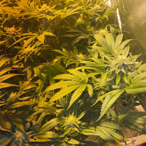 Green Gelato #3 growlog timeline photo