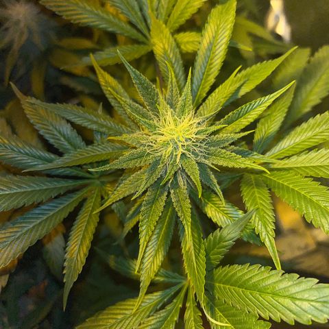 Green Gelato #3 growlog timeline photo