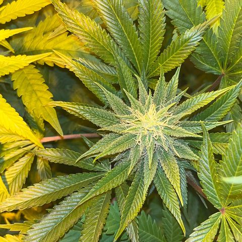 Green Gelato #3 growlog timeline photo