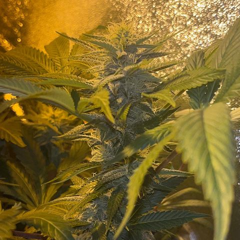 Green Gelato #3 growlog timeline photo