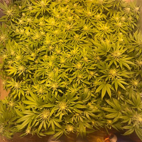 Critical Kush #3 growlog timeline photo