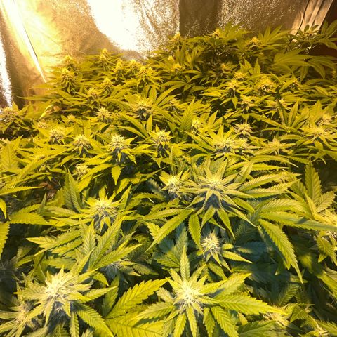 Critical Kush #3 growlog timeline photo