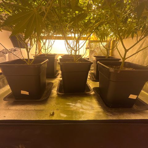 Critical Kush #3 growlog timeline photo