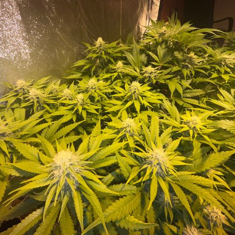 Critical Kush #3 growlog timeline photo