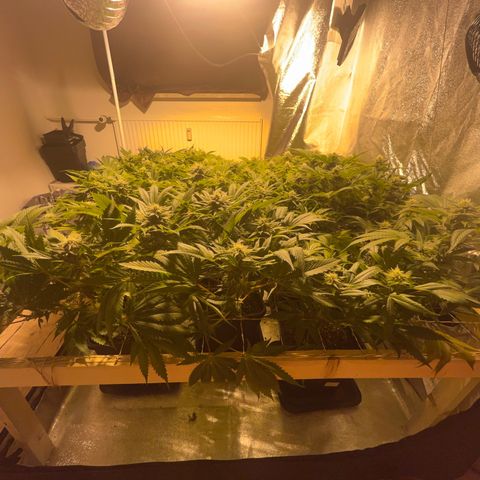 Critical Kush #3 growlog timeline photo