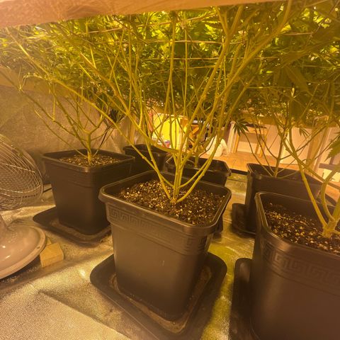 Critical Kush #3 growlog timeline photo