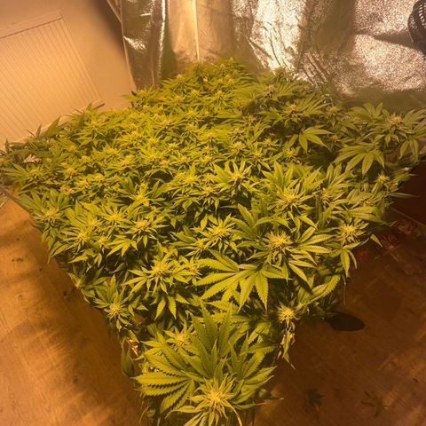 Critical Kush #3 growlog timeline photo