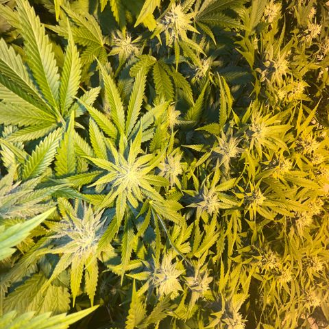 Critical Kush #3 growlog timeline photo