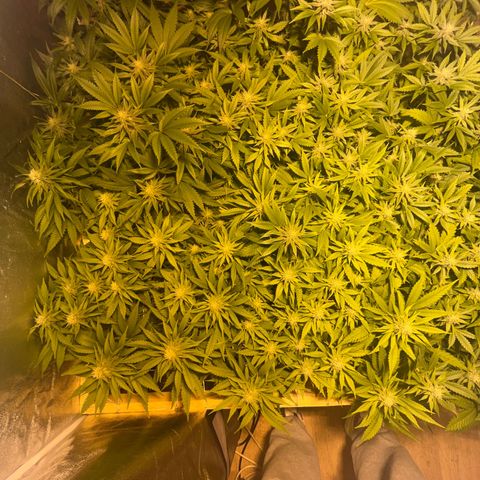 Critical Kush #3 growlog timeline photo