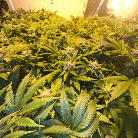 Critical Kush #3 growlog timeline photo