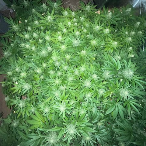 Critical Kush #3 growlog timeline photo