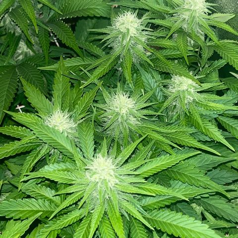 Critical Kush #3 growlog timeline photo