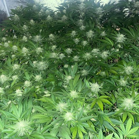 Critical Kush #3 growlog timeline photo