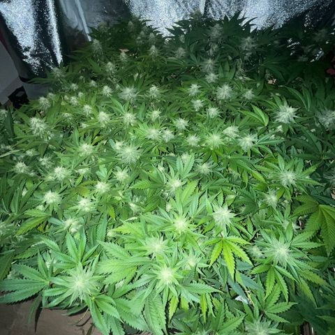 Critical Kush #3 growlog timeline photo