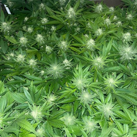 Critical Kush #3 growlog timeline photo