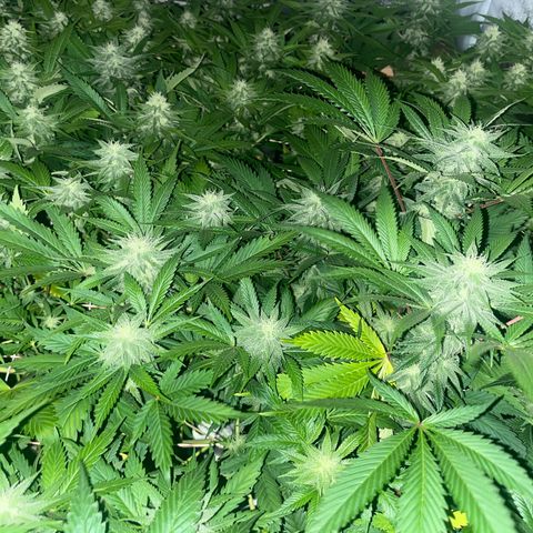 Critical Kush #3 growlog timeline photo