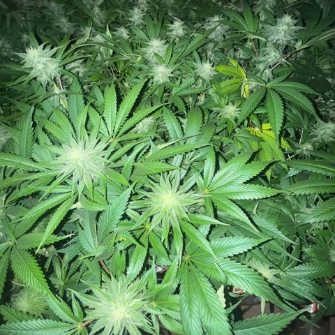 Critical Kush #3 growlog timeline photo