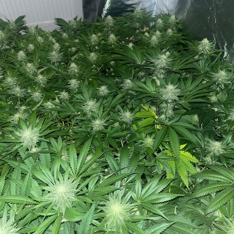 Critical Kush #3 growlog timeline photo