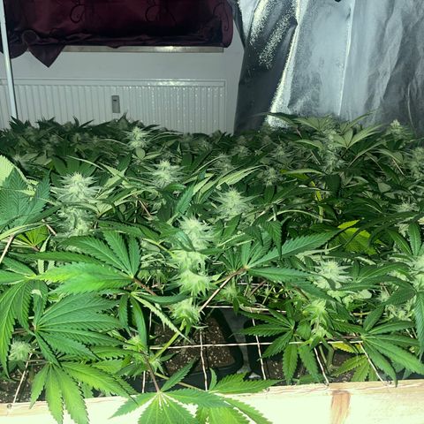 Critical Kush #3 growlog timeline photo
