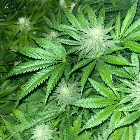 Critical Kush #3 growlog timeline photo