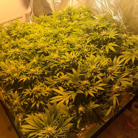 Critical Kush #3 growlog timeline photo