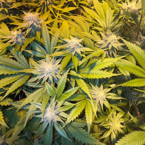 Critical Kush #3 growlog timeline photo
