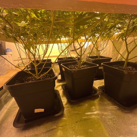 Critical Kush #3 growlog timeline photo