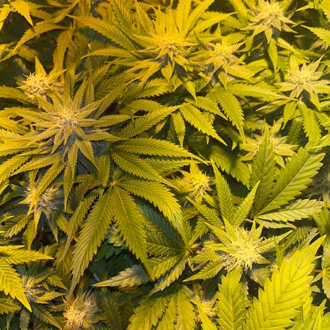 Critical Kush #3 growlog timeline photo