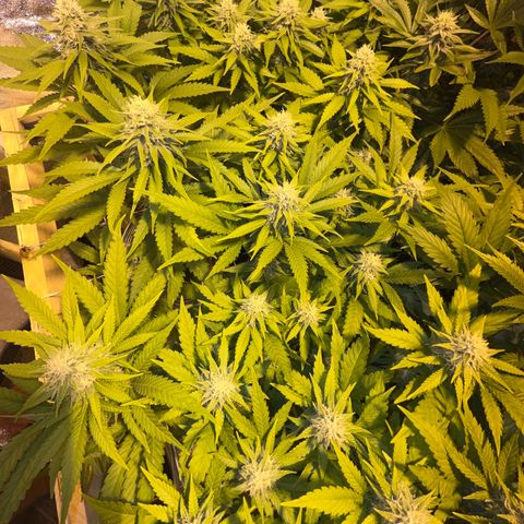 Critical Kush #3 growlog timeline photo