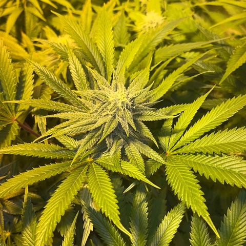 Critical Kush #3 growlog timeline photo