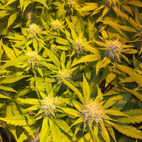 Critical Kush #3 growlog timeline photo