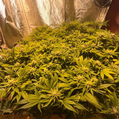 Critical Kush #3 growlog timeline photo