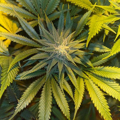 Critical Kush #3 growlog timeline photo