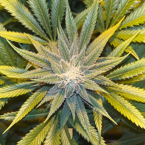 Critical Kush #3 growlog timeline photo