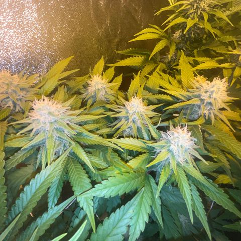 Critical Kush #3 growlog timeline photo