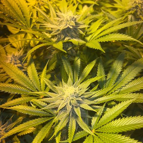 Critical Kush #3 growlog timeline photo