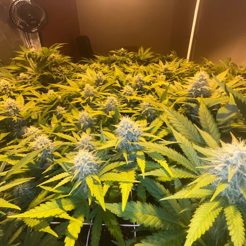 Critical Kush #3 growlog timeline photo
