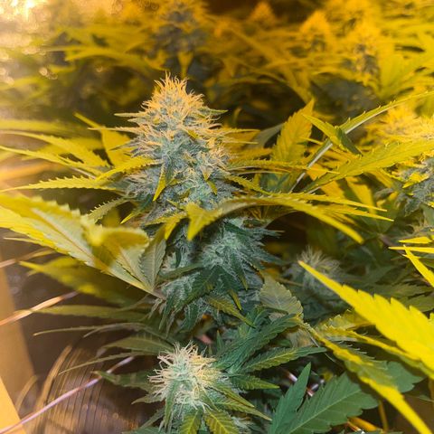Critical Kush #3 growlog timeline photo