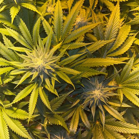 Critical Kush #3 growlog timeline photo