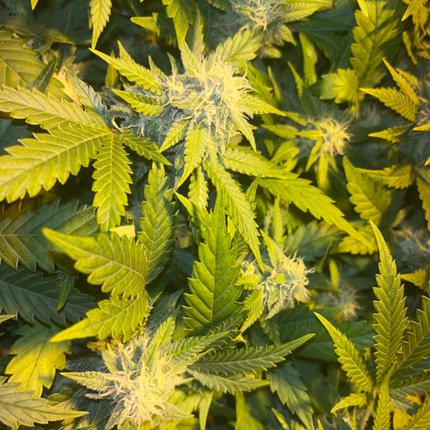 Critical Kush #3 growlog timeline photo