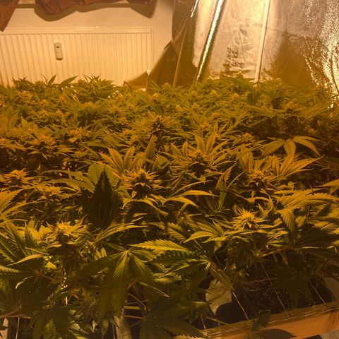 Critical Kush #3 growlog timeline photo