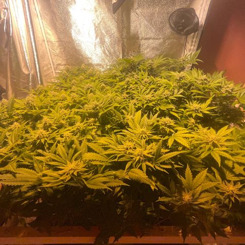 Critical Kush #3 growlog timeline photo